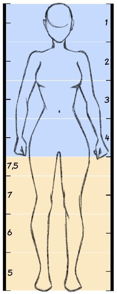 Anatomie-proportions-personnage