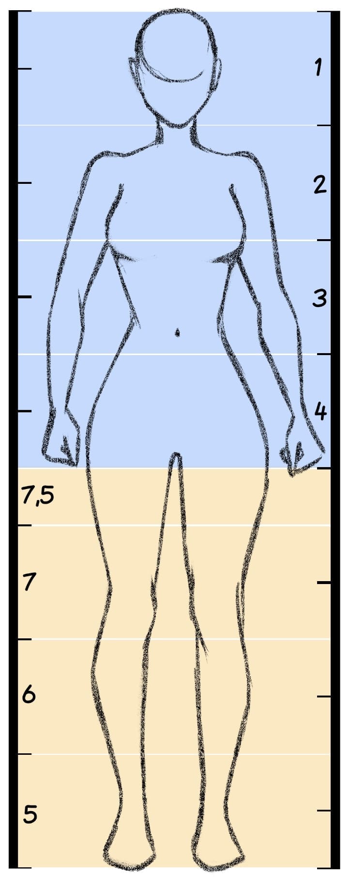 Anatomie-proportions-personnage