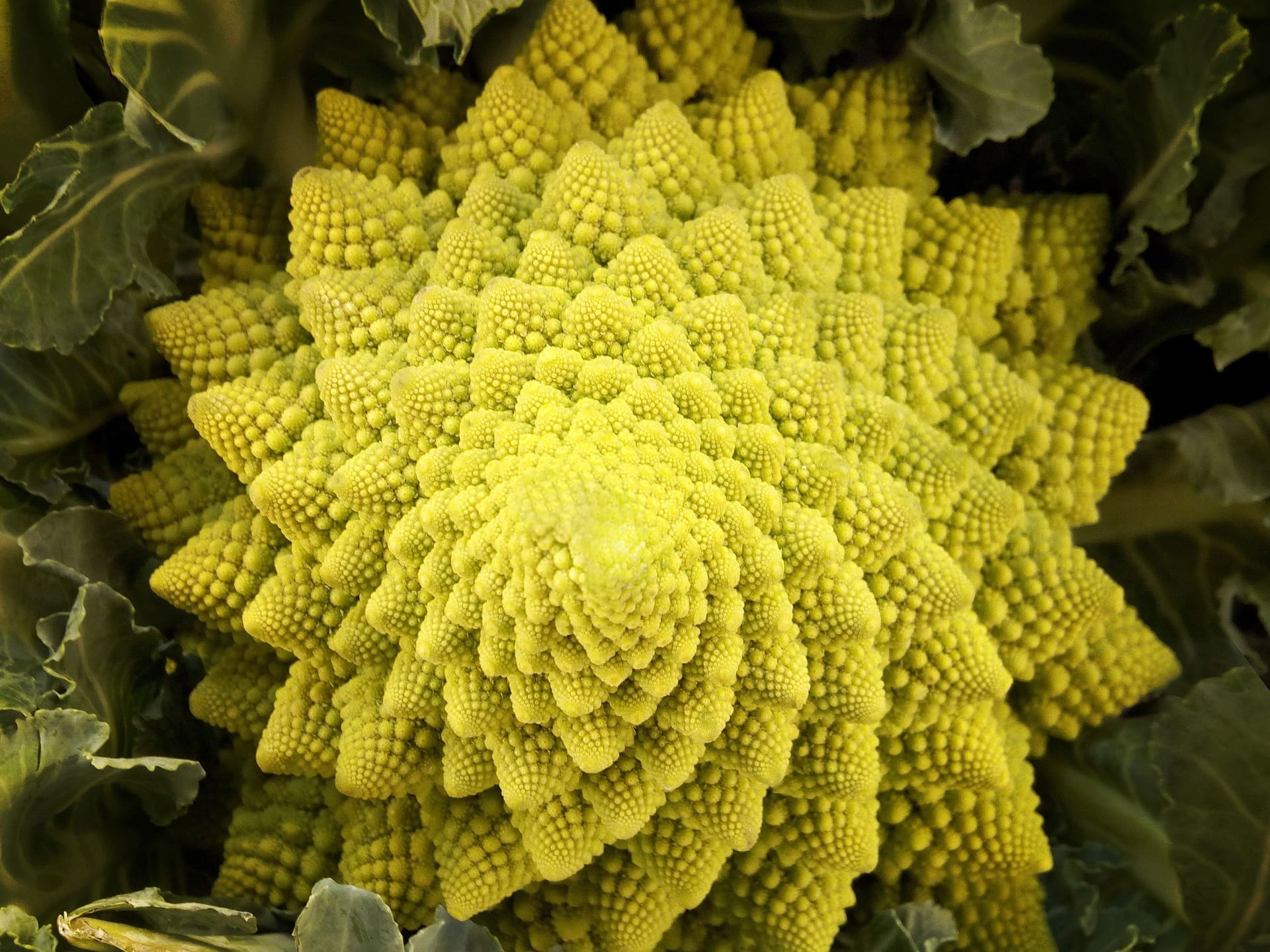 Le chou romanesco est un exemple naturel d’objet fractal : chaque « bosse » est recouverte de bosses plus petites, elle-même composée de plusieurs bosses encore plus petites, le tout formant un ensemble structuré. (Image par Marc Pascual de Pixabay)