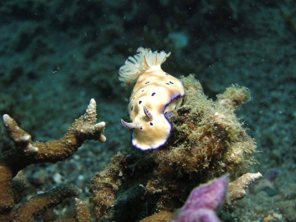 Exemple d'animal improbable avec une limace de mer.  (Image par Arhnue Tan de Pixabay)