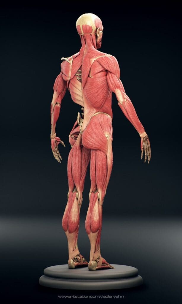 Dessiner le corps humain – Dossier Anatomie #2 16897a5a3a6fb0022e7333af2239c8b5