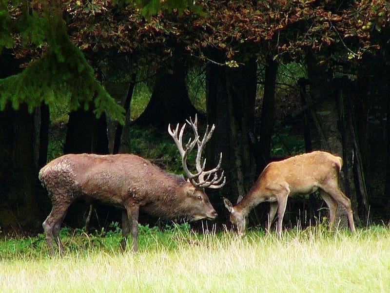 800px Cervus elaphus 17