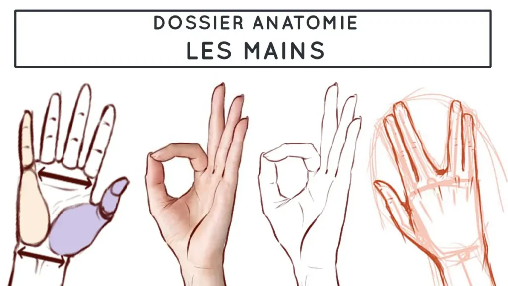 Comprendre comment dessiner les mains - Dossier Anatomie #1