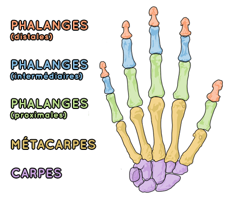 Comprendre comment dessiner les mains - Dossier Anatomie #1 q