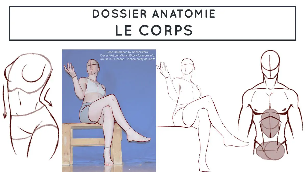 dessiner le corps humain les bras jambes bustes