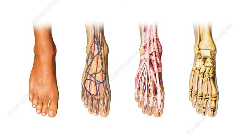 F0057161 Human foot anatomy artwork