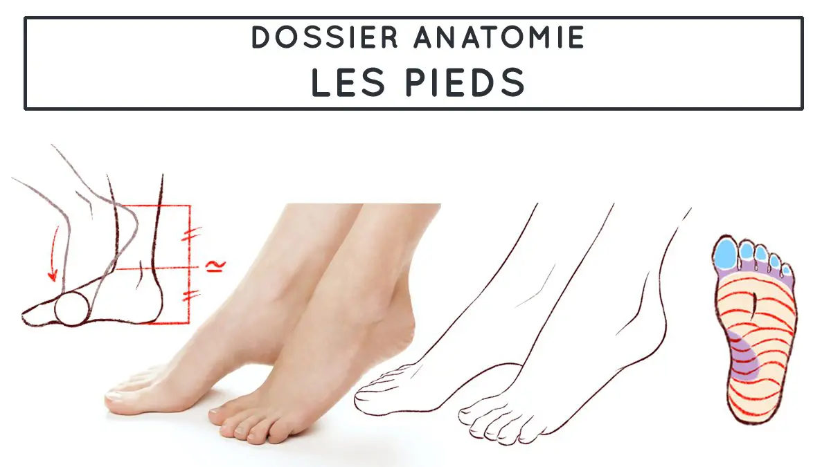 dessiner les pieds