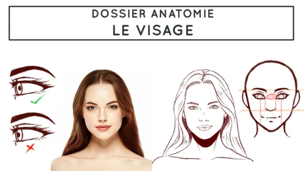 Comment dessiner le visage - Dossier Anatomie #3