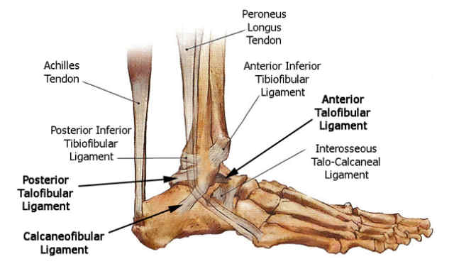 footankle lateral ligament anatomy 1