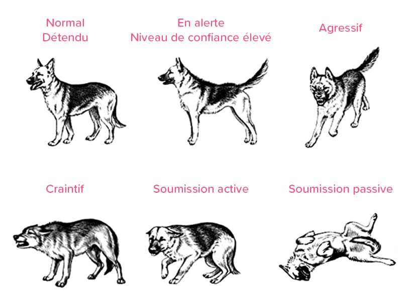 Comprendre les canidés pour mieux les dessiner - Dossier Animaux #1 Article apaisine CaniComfort langage corporel