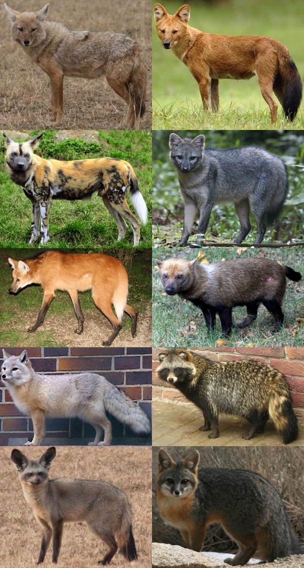 Familia Canidae