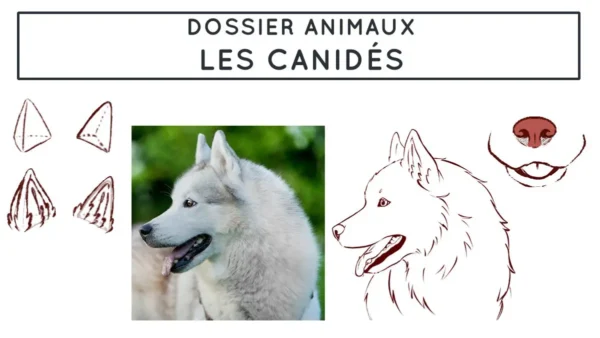 Comment dessiner les canidés - Dossier Animaux #1