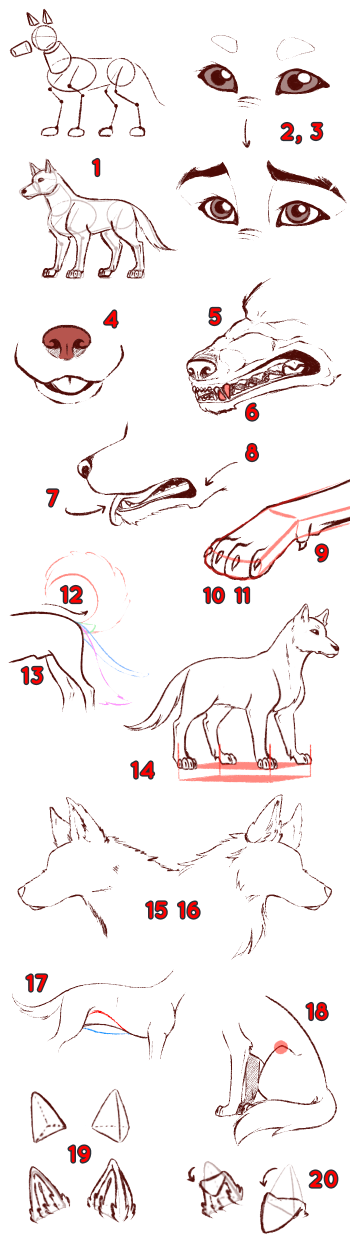 Comprendre les oiseaux pour mieux les dessiner - Dossier Animaux #4 TOP