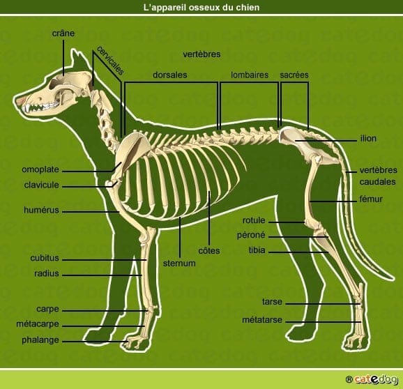 appareil osseux chien 2 1