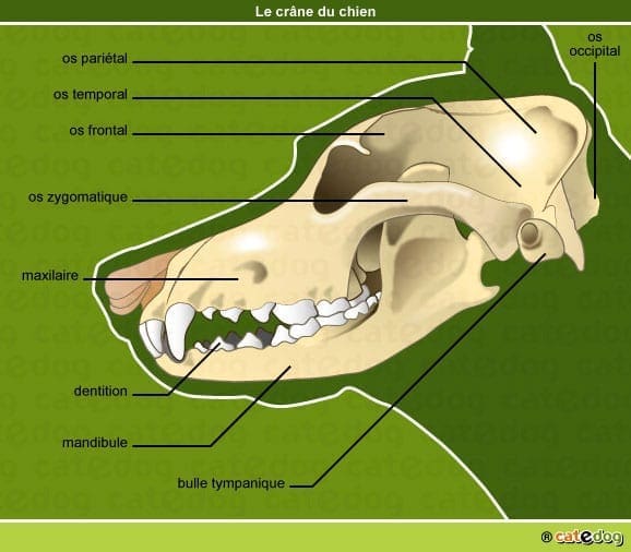 crane du chien 1