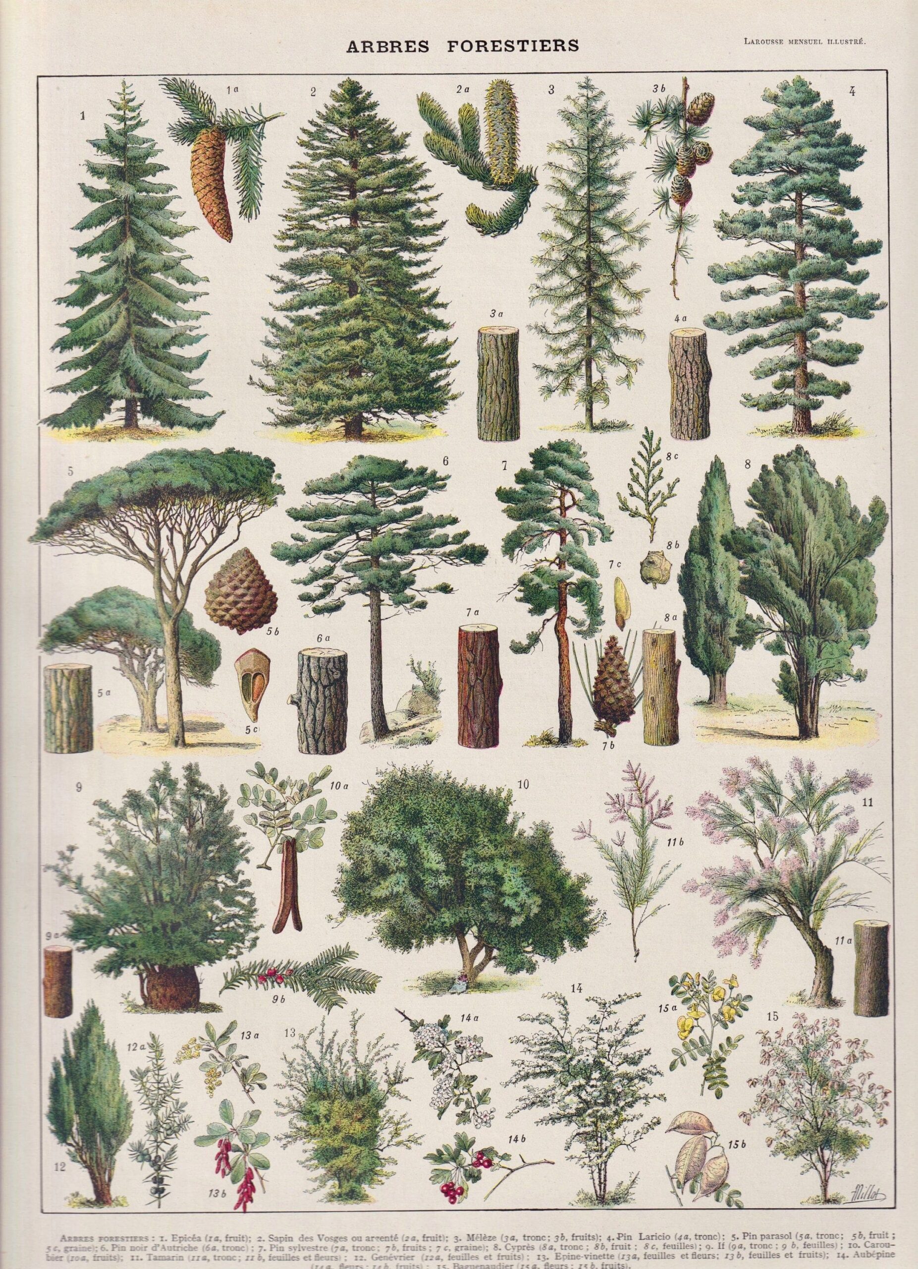 S'inspirer du réel pour avoir plus de détail et de variété dans les décors. (planche d'un encyclopédie édition Larousse de 1930)