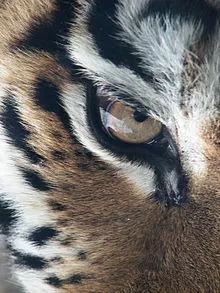 Amur Tiger Panthera tigris altaica Eye