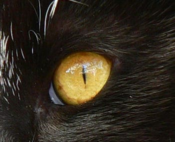 Ojo de gata trim