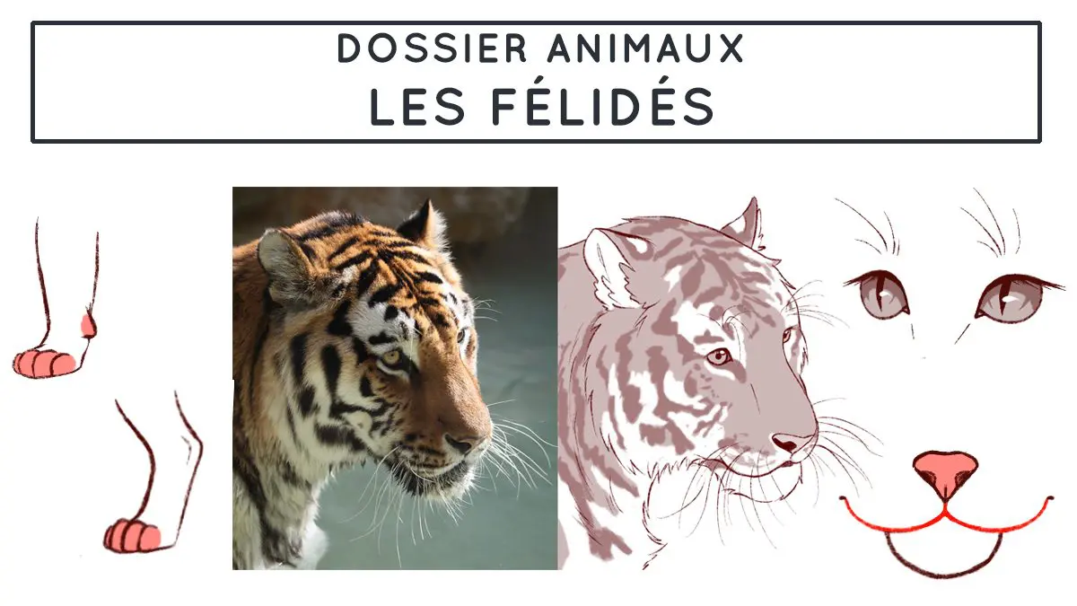 dessiner tigre lion chat