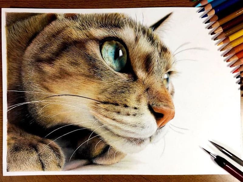 chats realistes dessins artiste haruki kudo 03