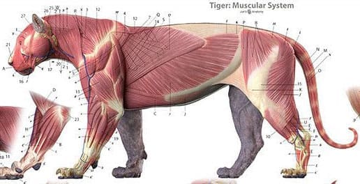 Comprendre les félidés pour mieux les dessiner - Dossier Animaux #2 muscles tigre