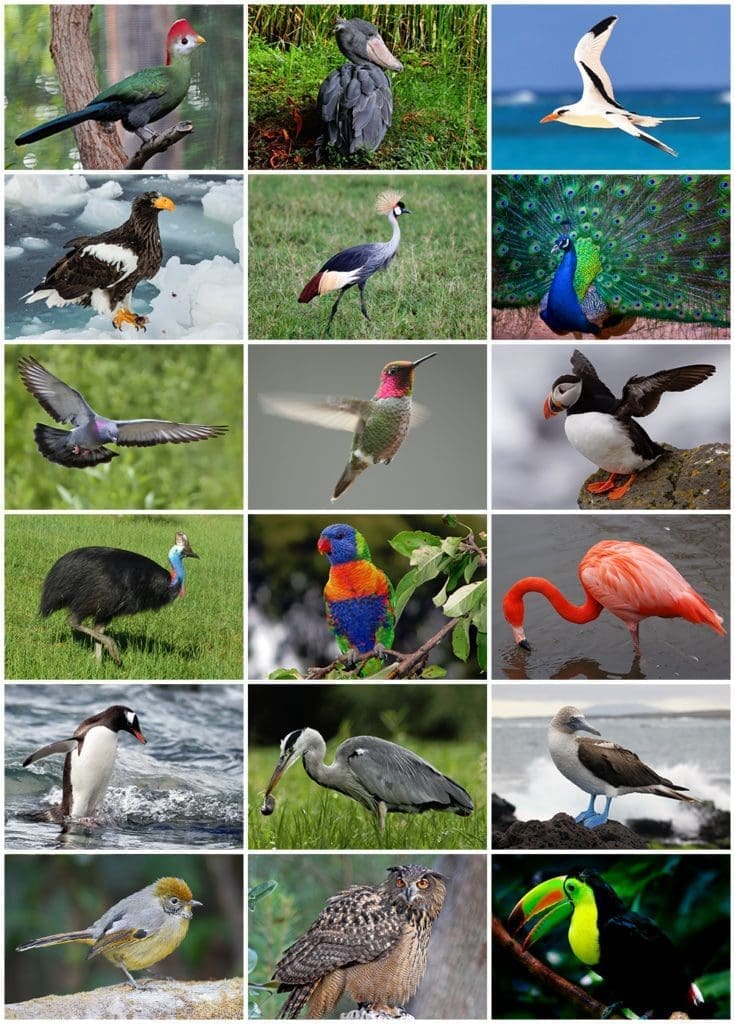 oiseaux