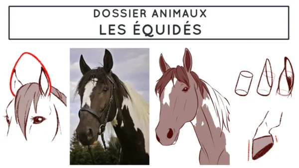 Comment dessiner les équidés - Dossier Animaux #3