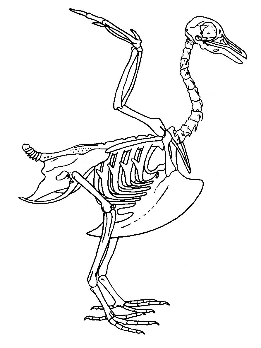Squelette oiseaure