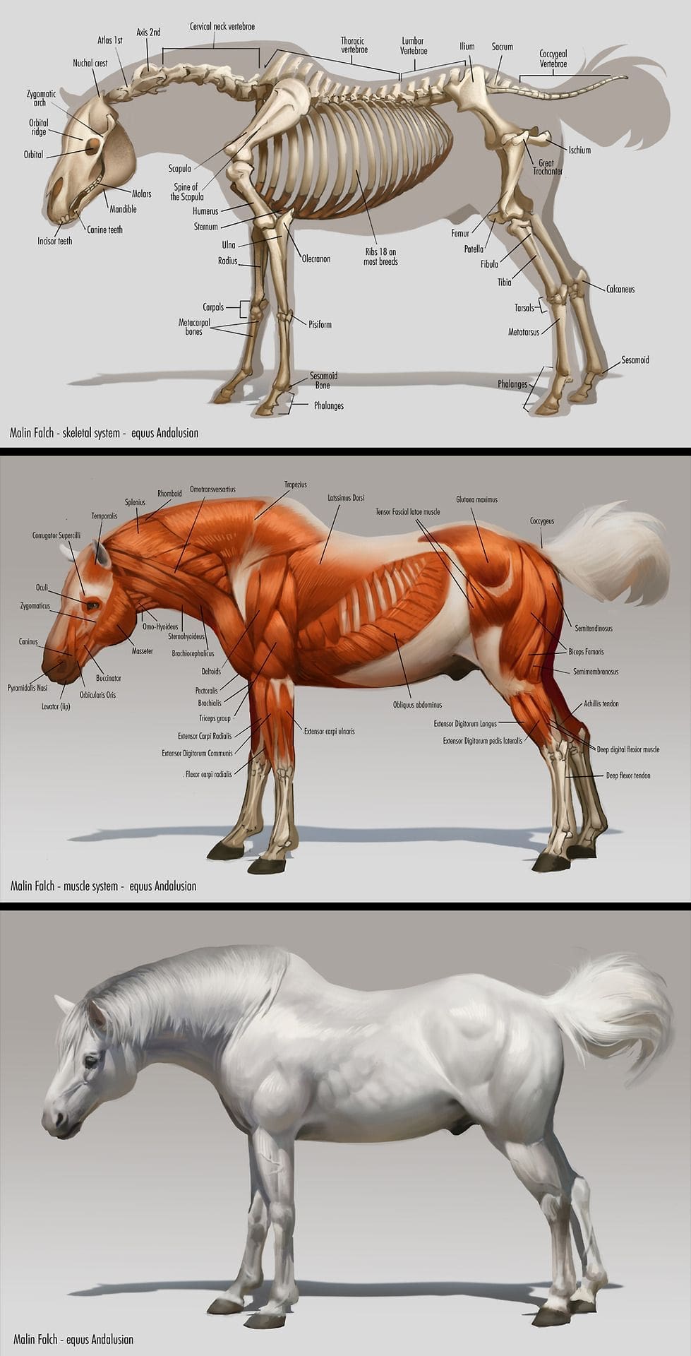 Comment dessiner les équidés - Dossier Animaux #3 f1af9d61a1c19b5ffd7fcf24559b0bc3