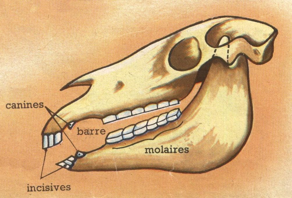 Comment dessiner les équidés - Dossier Animaux #3 fbe9c6aa7817c4ec9acd5e2b90c1c4dc