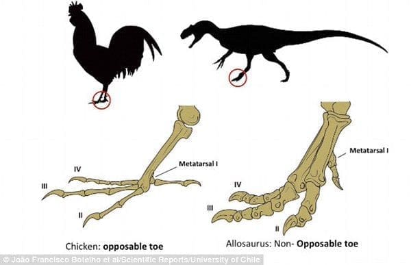 Comment dessiner les oiseaux - Dossier Animaux #4 lee.redditchjobcentre.co .uk