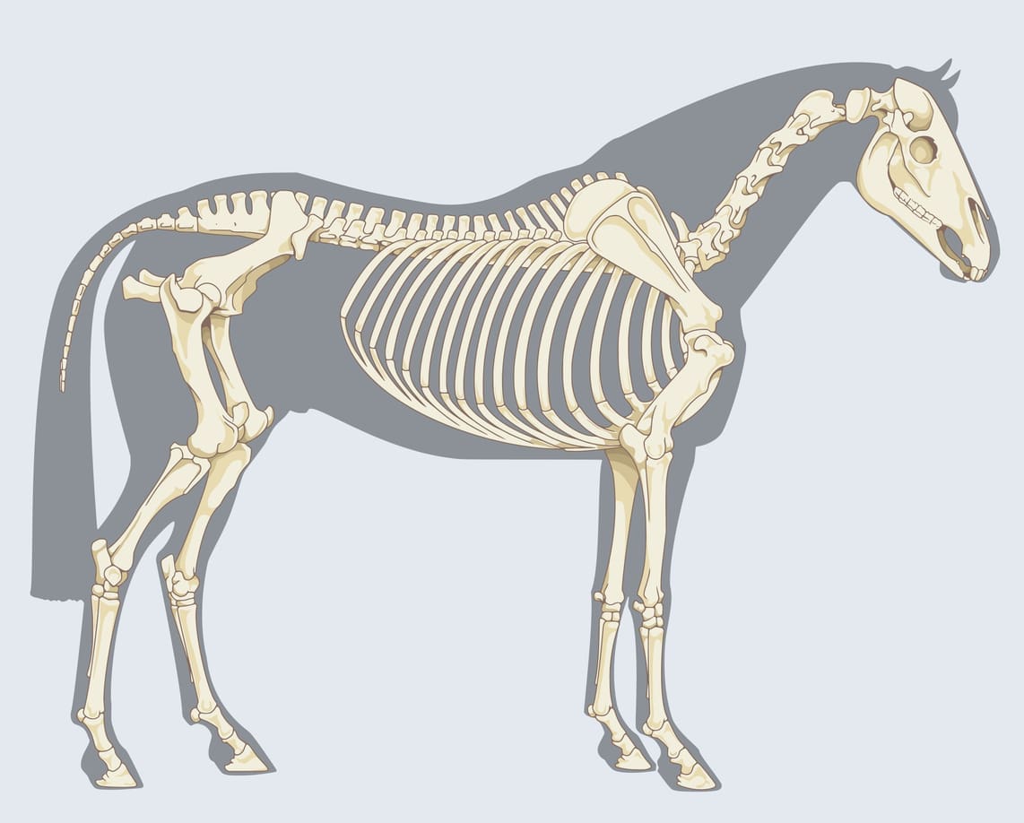 Comment dessiner les équidés - Dossier Animaux #3 skelet capmagazine.eu