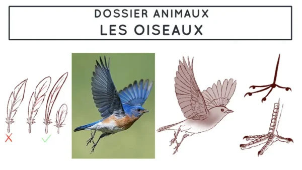 Comment dessiner les oiseaux - Dossier Animaux #4