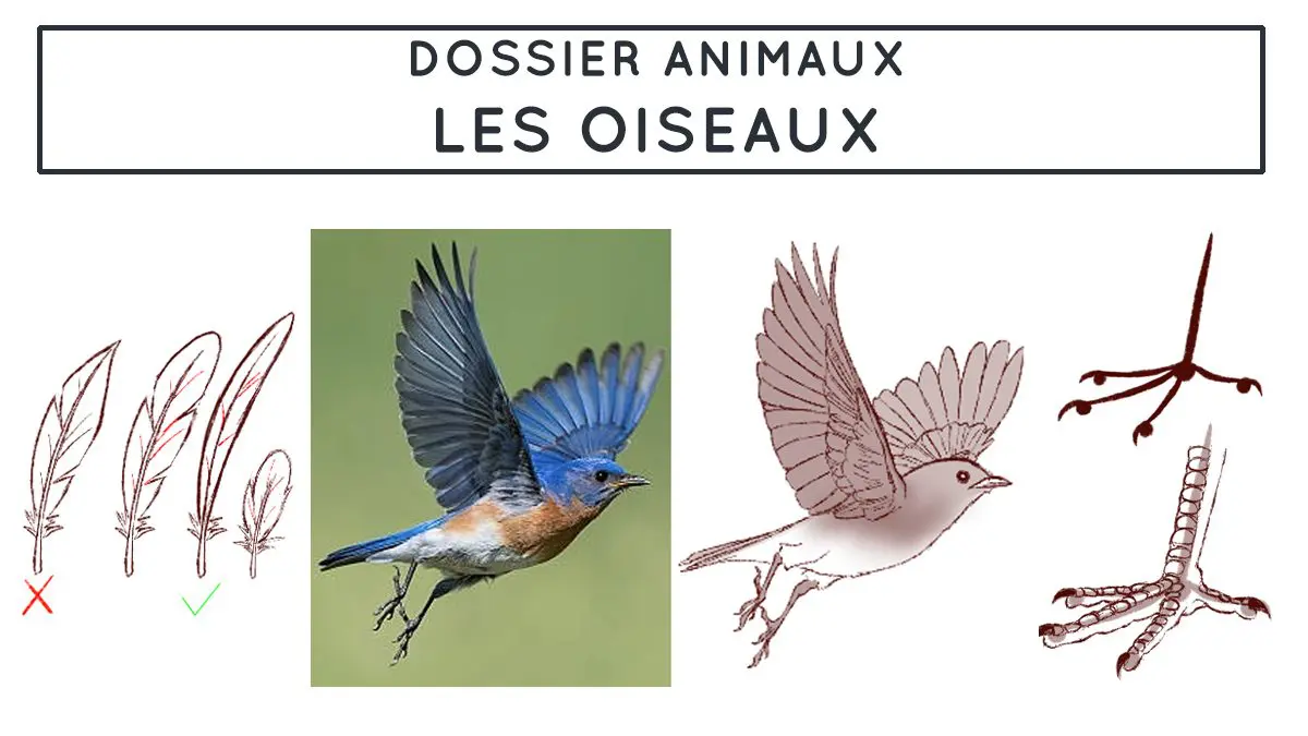 dessiner les oiseaux