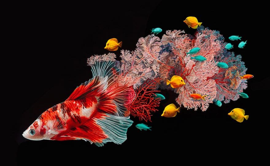Comprendre les poissons pour mieux les dessiner - Dossier Animaux #5 Des peintures de poissons fusionnant avec le corail par Lisa Ericson 2