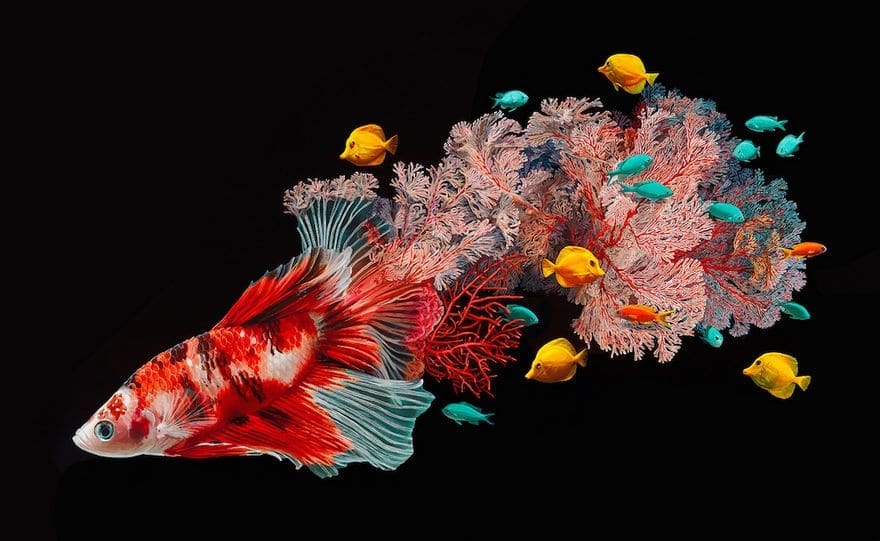 Des peintures de poissons fusionnant avec le corail par Lisa Ericson 2