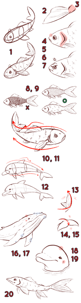 Comprendre les poissons pour mieux les dessiner - Dossier Animaux #5 TOPTOP