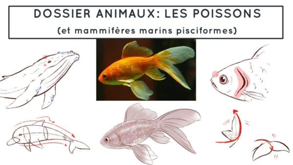 Comprendre les poissons pour mieux les dessiner - Dossier Animaux #5