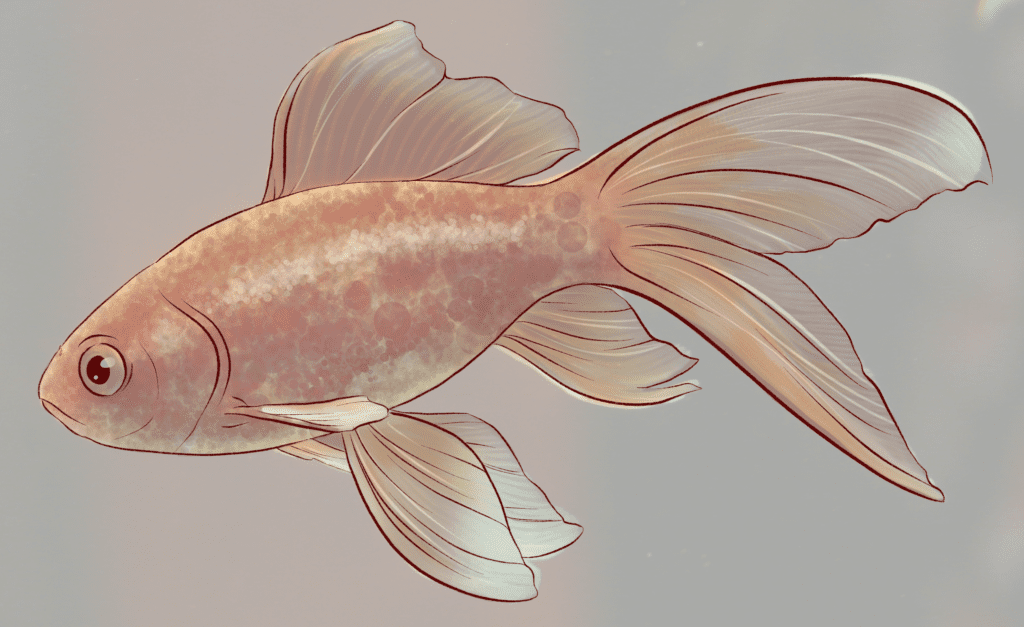 Comprendre les poissons pour mieux les dessiner - Dossier Animaux #5 piqsels.com id fkwwm