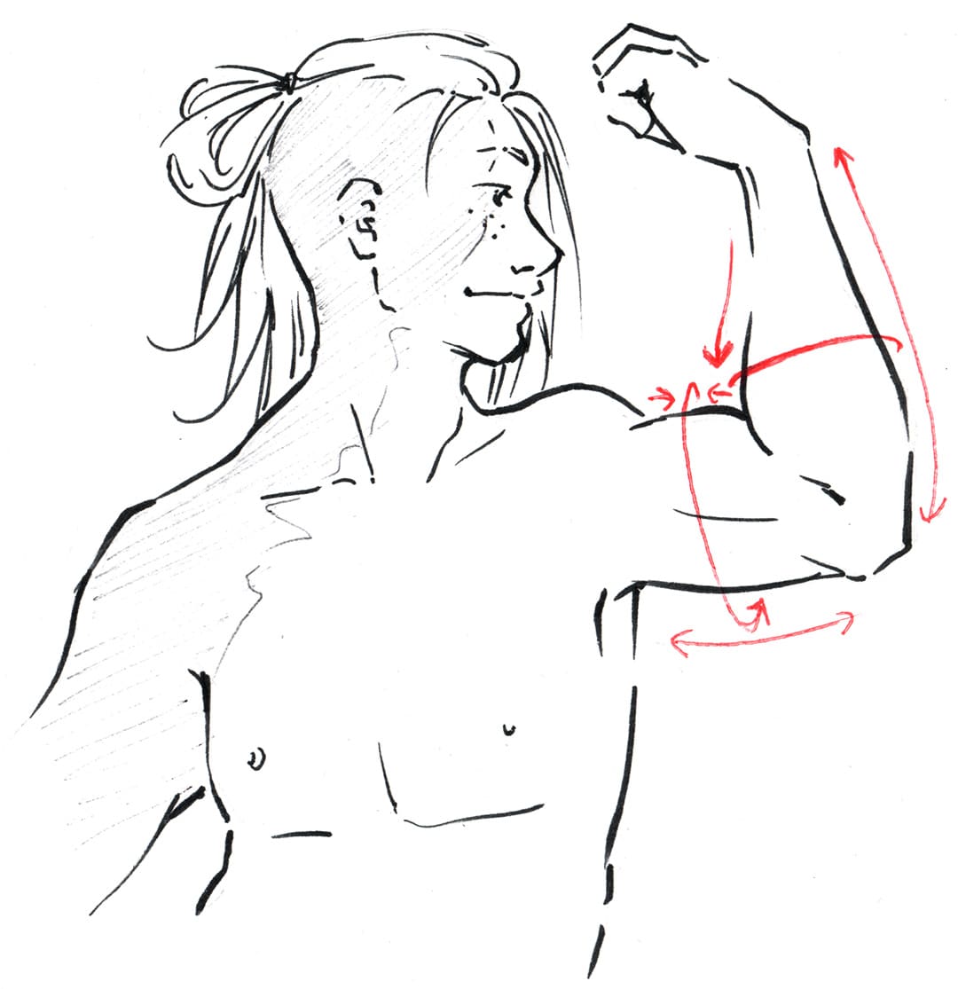 Dessin d'un personnage gonflant le biceps, et lignes de forces associées au mouvement de contraction/étirement de ses muscles.