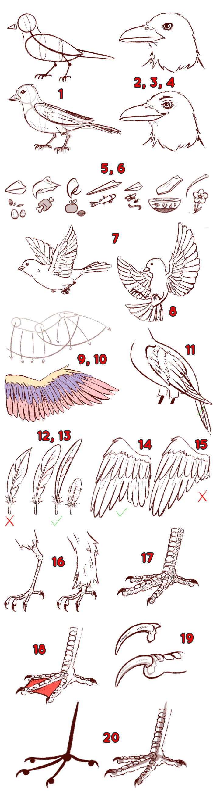 Comment dessiner les oiseaux - Dossier Animaux #4 TOP 1