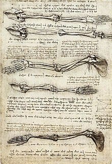 Comment dessiner les mains - Dossier Anatomie #1 c